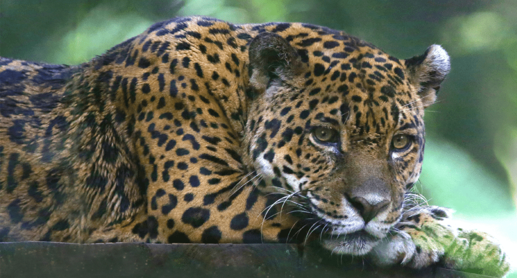 Costa Rican Jaguar Cahuita Costa Rican Jaguar