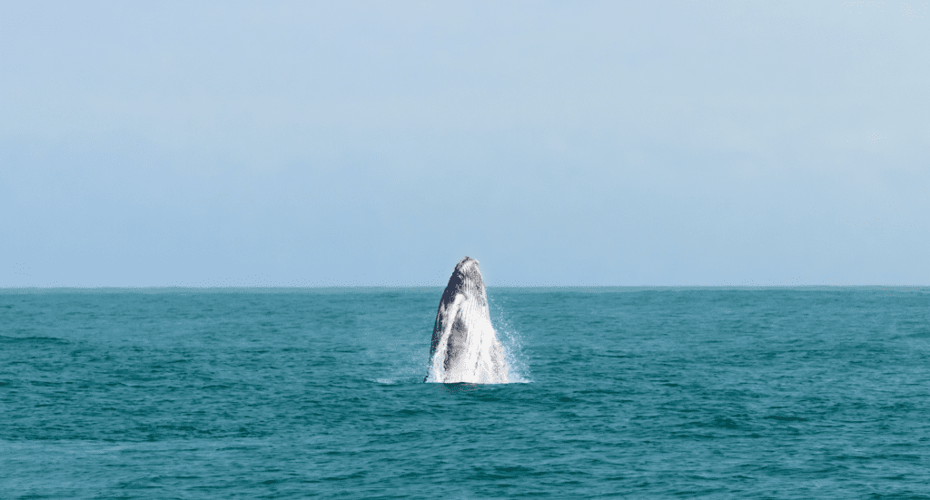 Humpback whale breaching in costa rica