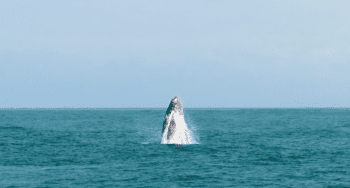 Humpback whale breaching in costa rica