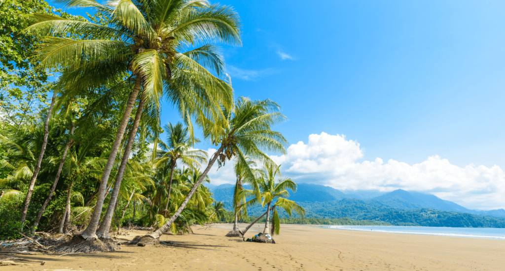 Marino Ballena National Park in Uvita beautiful beaches and tropical forest at pacific coast of Costa Rica Marino Ballena Marino Ballena National Park in Uvita beautiful beaches and tropical forest at pacific coast of Costa Rica Marino Ballena