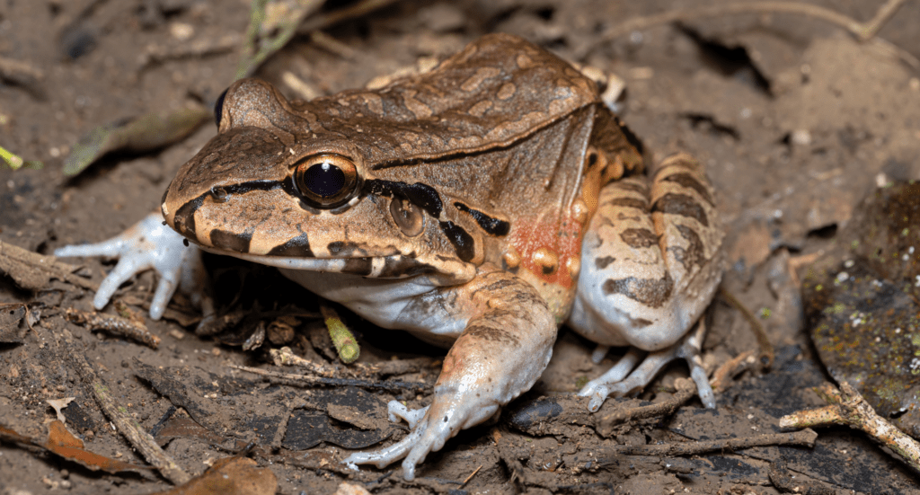 Savages Thin-Toed Frog (Leptodactylus Savagei), Carara National Park, Tarcoles, Costa Rica Wildlife