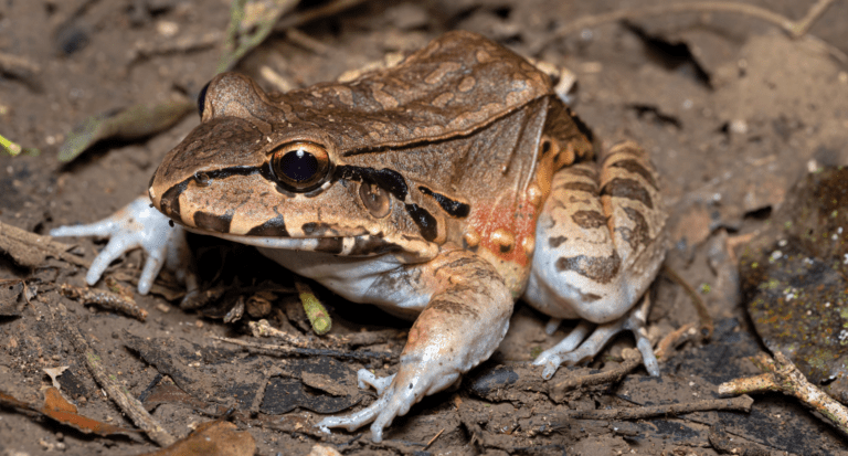 Savages Thin Toed Frog Leptodactylus Savagei Carara National Park Tarcoles Costa Rica Wildlife carara Savages Thin-Toed Frog (Leptodactylus Savagei), Carara National Park, Tarcoles, Costa Rica Wildlife