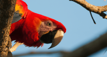 Scarlet Macaws portrait between the trees at Carara National park - Costa RIca