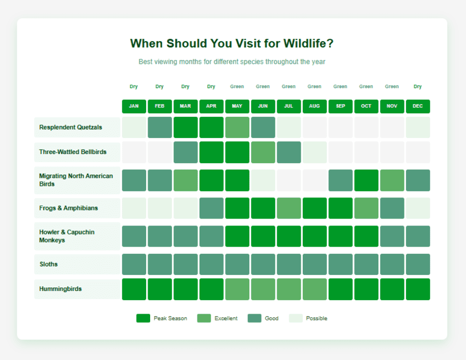 When Should You Visit for Wildlife Childrens Eternal Children's Eternal Rain Forest "Seasonal calendar showing best months to view wildlife at Children's Eternal Rain Forest, including resplendent quetzals (peak March-June), three-wattled bellbirds (April-July), migrating North American birds (March-May and September-November), frogs and amphibians (May-October during green season), monkeys (year-round with May-October peak), sloths (year-round), and hummingbirds (year-round with May-September peak)"