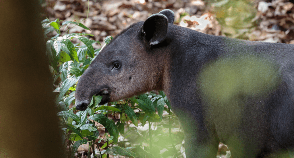 Baird's Tapir in Costa Rica