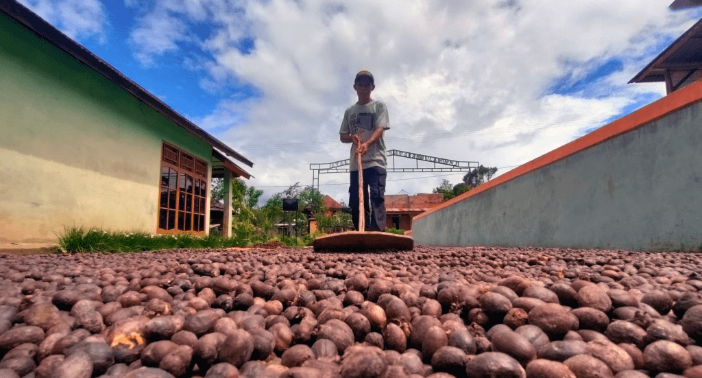 Coffee Farmer Drying Coffee Beans in the Sun