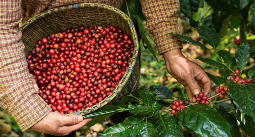 Coffee Farmer Harvesting Beans in Wicker Baskets