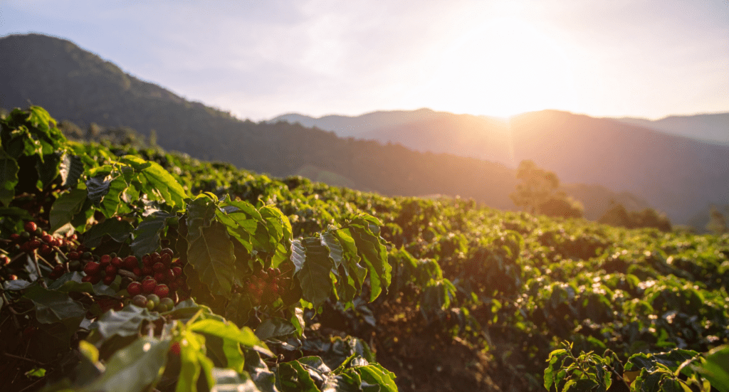 Coffee Plantation Sunrise View