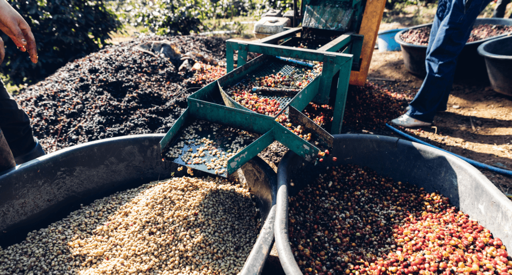 Coffee cherry pulping machine farmer. coffee bean machine process. Dry organic beans in coffee milling process
