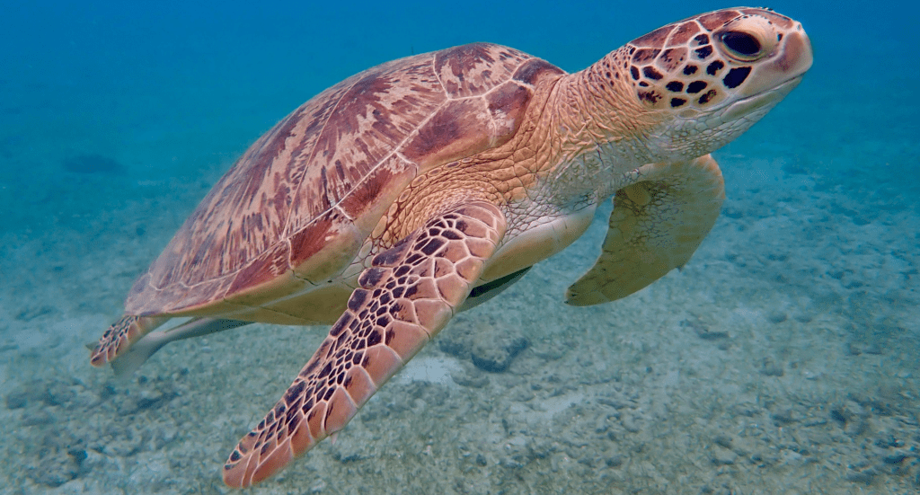 Majestic Sea Turtle Swimming Underwater