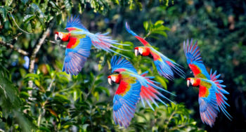 Scarlet Macaws Flying Together in Tropical Forest