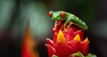 Tree Frog in Costa Rica Activities