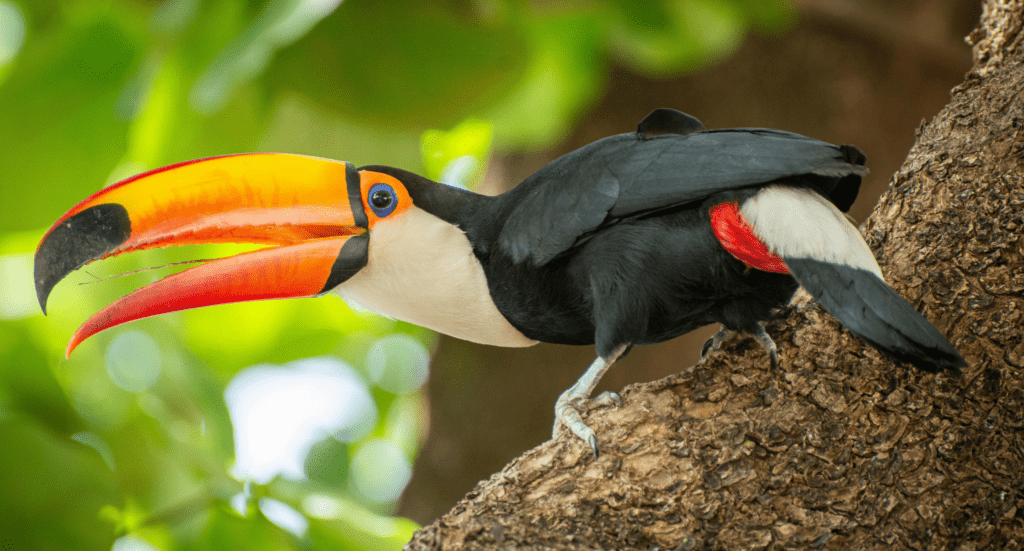 Vibrant Toucan Perched on Tree Branch