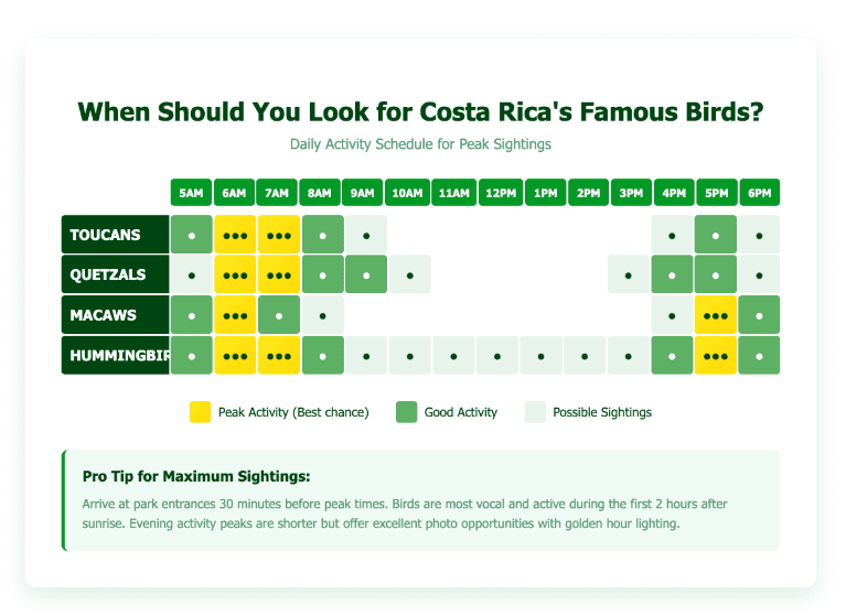 Daily bird activity schedule showing peak viewing times from 5 AM to 6 PM for toucans, quetzals, macaws, and hummingbirds in Costa Rica, with yellow highlighting best chances, green for good activity, and light green for possible sightings.