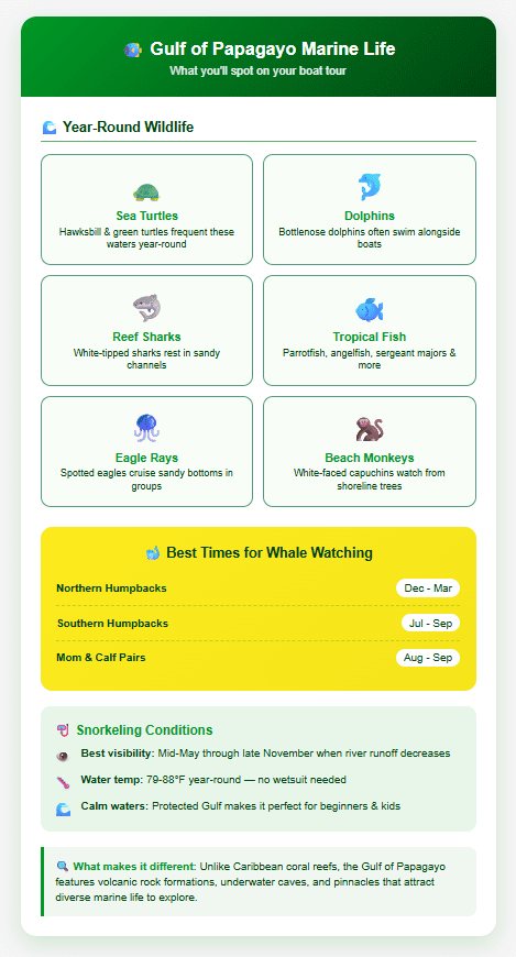 Gulf of Papagayo marine life guide showing year-round wildlife including sea turtles, dolphins, reef sharks, tropical fish, eagle rays, and beach monkeys. Whale watching seasons displayed as northern humpbacks December through March, southern humpbacks July through September, and mother and calf pairs August through September. Snorkeling conditions noted as best visibility mid-May through late November, water temperature 79 to 88 degrees Fahrenheit requiring no wetsuit, and calm protected waters perfect for beginners and kids.