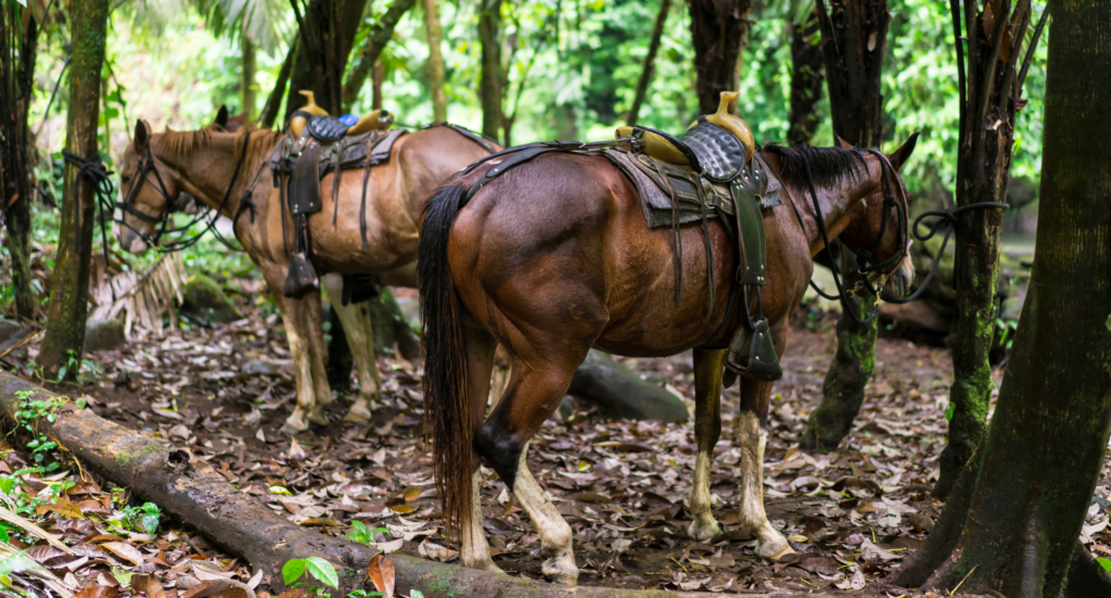 Relaxing horses after Horseback riding on foot of Volcano Arenal, Costa Rica