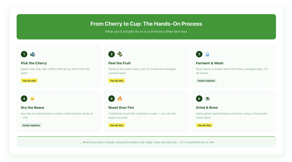 Step-by-step coffee process infographic showing 6 stages from picking the cherry through peeling, fermenting, drying, roasting, and brewing, indicating which steps visitors participate in hands-on during La Fortuna farm tours.