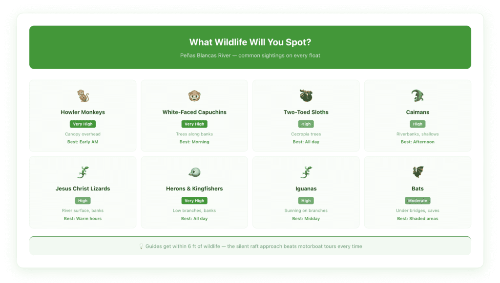 Wildlife spotting guide for Peñas Blancas Safari Float near La Fortuna showing 8 commonly seen animals including howler monkeys, sloths, caimans, and birds with likelihood ratings and best viewing times.