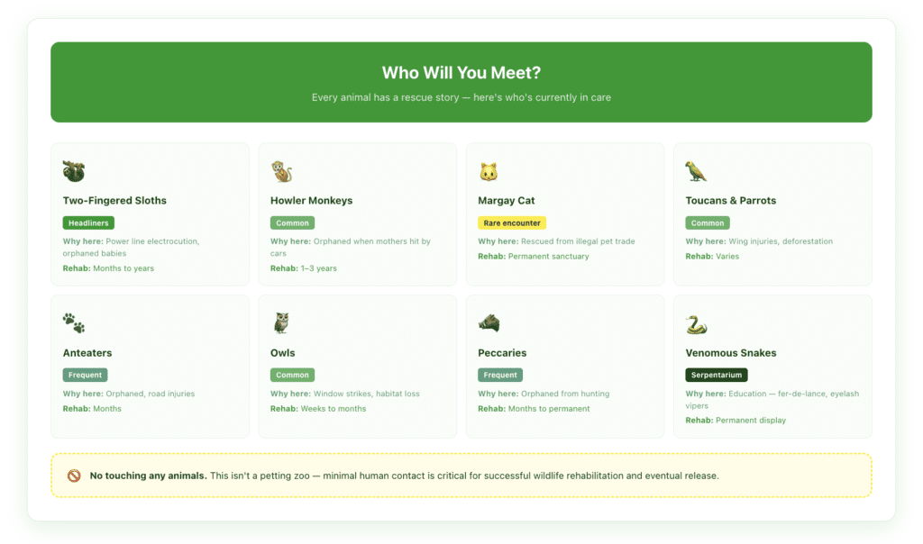 Animal guide for Jaguar Rescue Center showing 8 species visitors commonly encounter including two-fingered sloths, howler monkeys, margay cats, toucans, anteaters, owls, peccaries, and venomous snakes in the serpentarium, with rescue reasons and rehabilitation timelines.