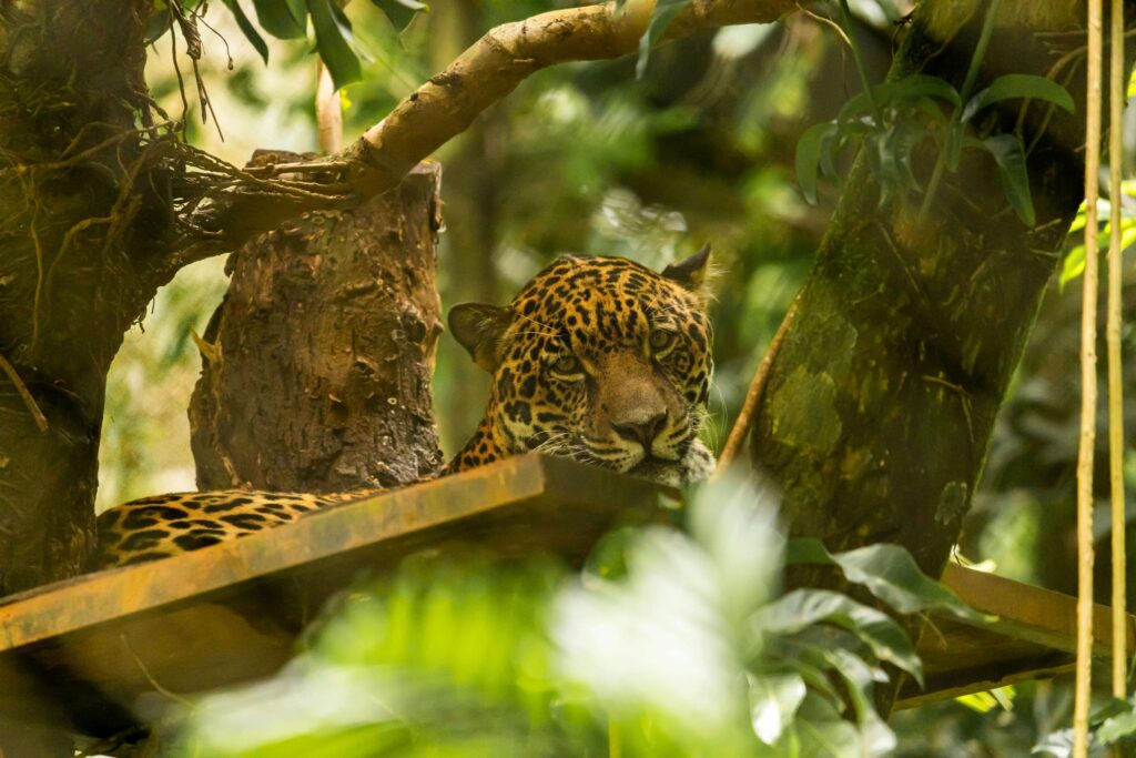 A jaguar peeking through dense tropical jungle foliage while resting on a wooden platform high in the trees