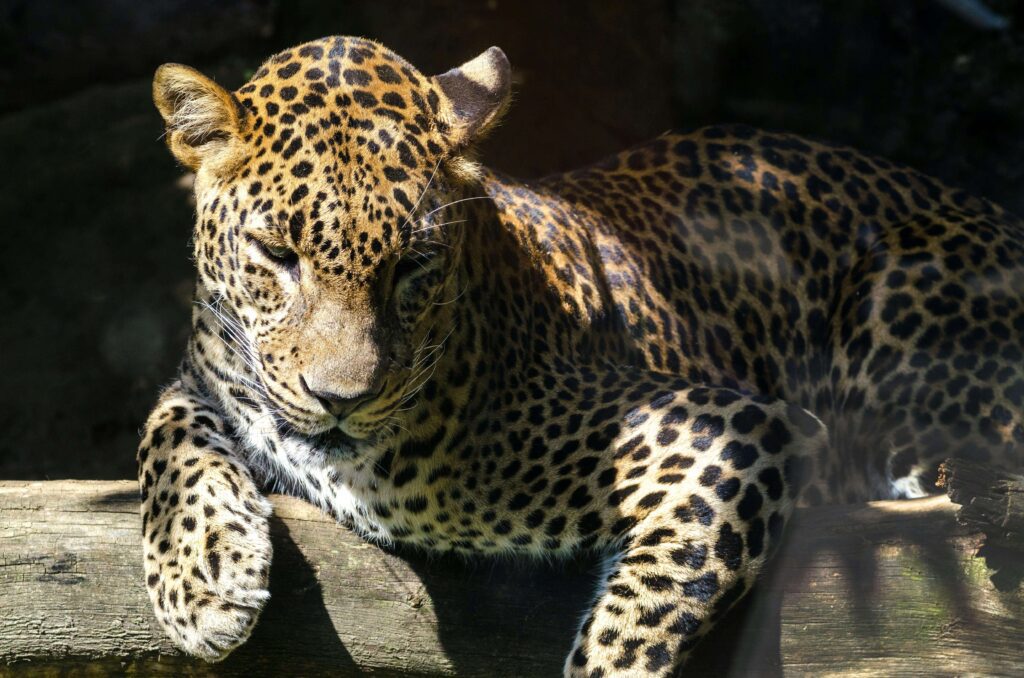 A jaguar perched on a wooden log with its paws crossed, looking downward in a relaxed pose against a dark natural background