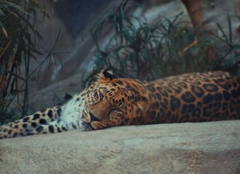 A jaguar resting on a flat rock with its head down, gazing lazily toward the camera while surrounded by green bamboo foliage