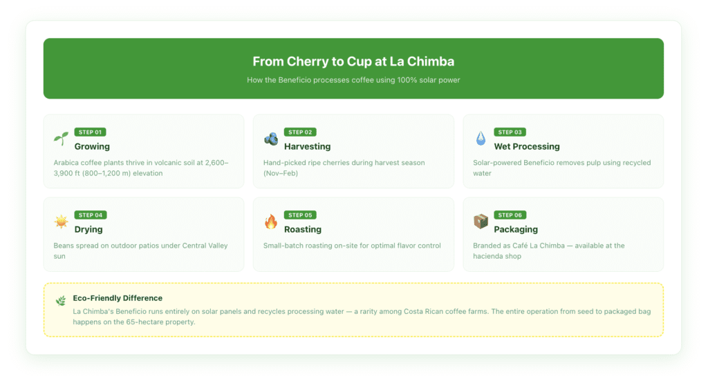 Infographic showing the complete coffee production cycle at La Chimba from planting to packaging, with eco-friendly Beneficio processing steps and solar-powered operations highlighted.