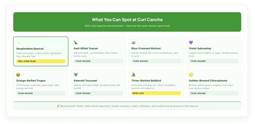 Illustrated species guide showing 8 birds commonly spotted at Curi Cancha Reserve, including resplendent quetzal, keel-billed toucan, blue-crowned motmot, violet sabrewing hummingbird, orange-bellied trogon, emerald toucanet, three-wattled bellbird, and golden-browed chlorophoni, a with best-viewing season notes.