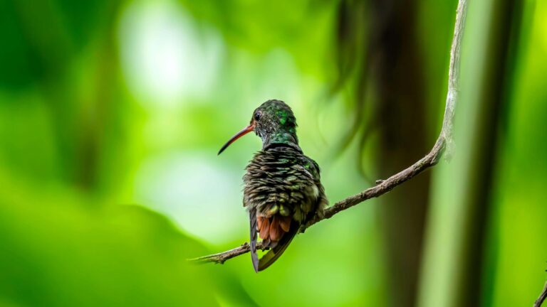 A green-feathered hummingbird perches on a branch in a Costa Rica cloud forest, similar to the 26 species visitors encounter at La Paz Waterfall Gardens' hummingbird garden