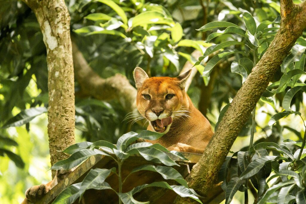 A puma rests among tropical tree branches at a Costa Rica wildlife sanctuary, similar to the rescued jungle cats visitors can see at La Paz Waterfall Gardens' big cat exhibit