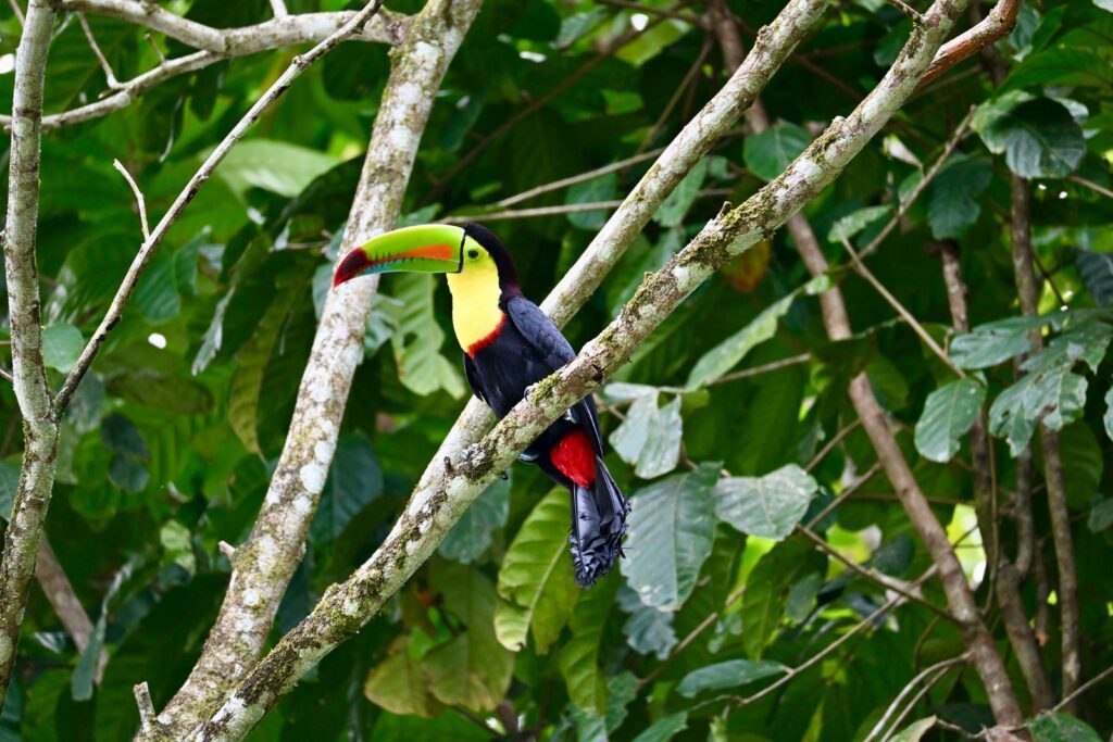 curi cancha reserve keel billed toucan birdwatching monteverde Curi Cancha Reserve