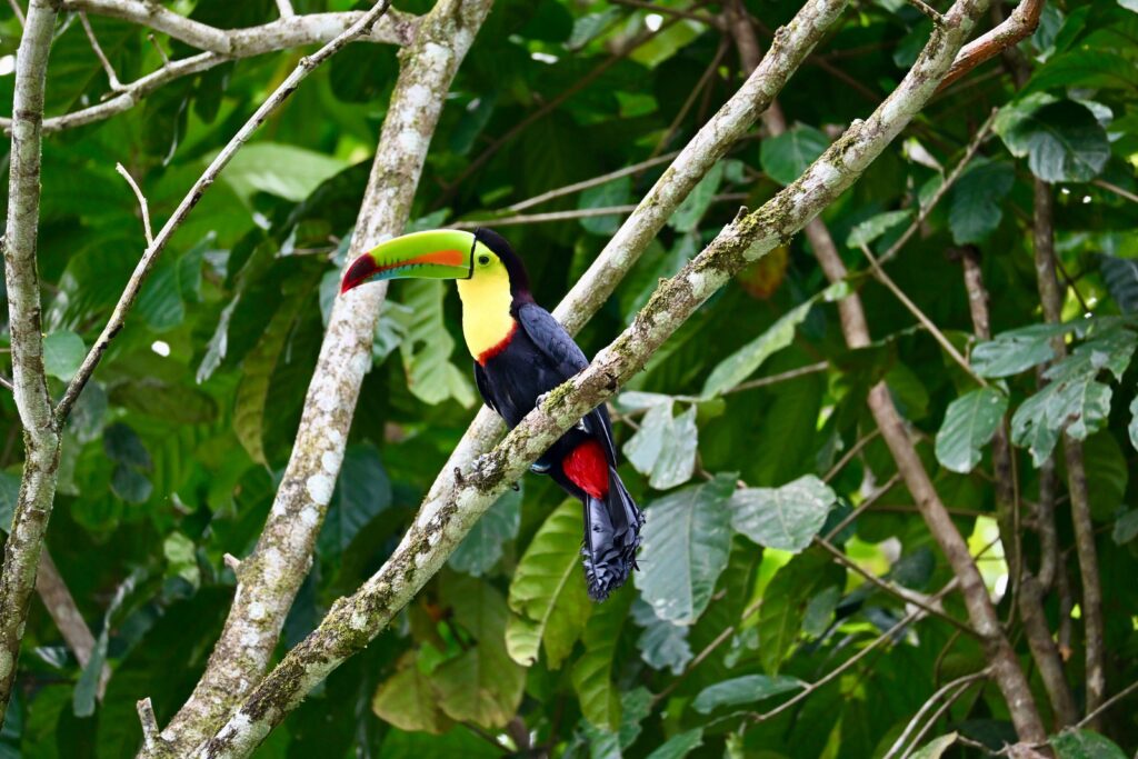 curi cancha reserve keel billed toucan birdwatching monteverde scaled Curi Cancha Reserve