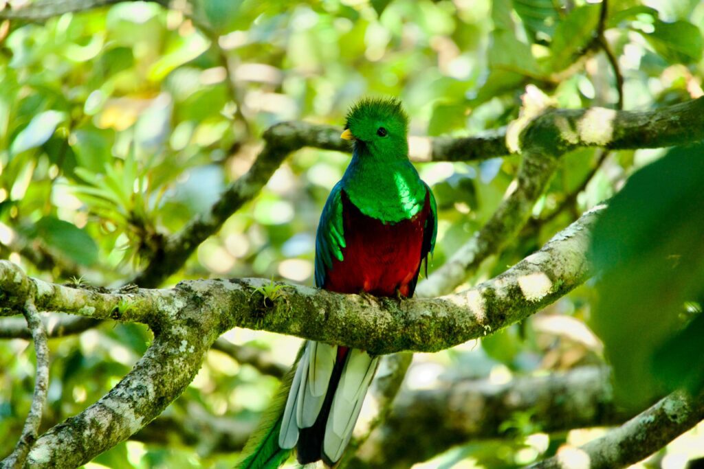 Similar to the resplendent quetzal spotted at Curi Cancha Reserve near the aguacatillo tree on the Alondra Trail in Monteverde, Costa Rica