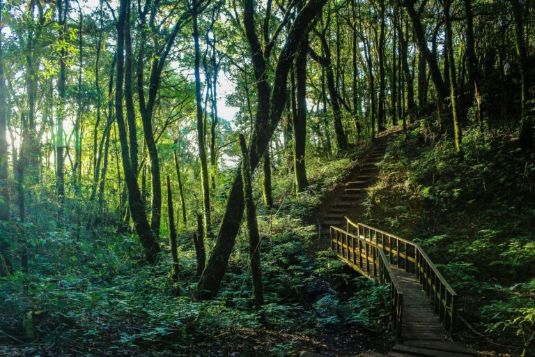 Wooden stairway winding through dense Costa Rica cloud forest, similar to the natural trail terrain hikers encounter at El Tigre Waterfalls in Monteverde