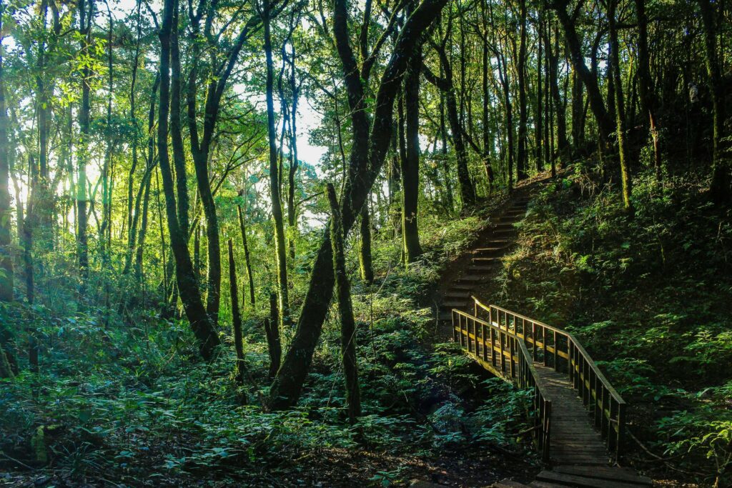 Wooden stairway winding through dense Costa Rica cloud forest, similar to the natural trail terrain hikers encounter at El Tigre Waterfalls in Monteverde