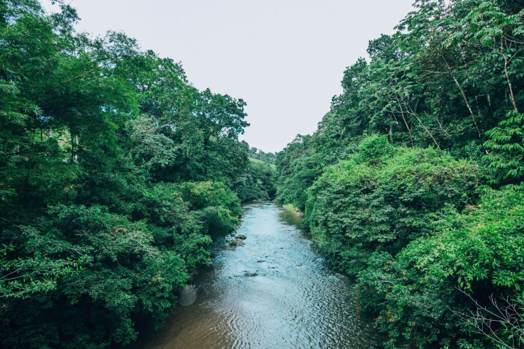 Similar to a river winding through dense tropical rainforest in Costa Rica's northern lowlands, with lush green canopy on both banks and rocky riverbed visible beneath calm water