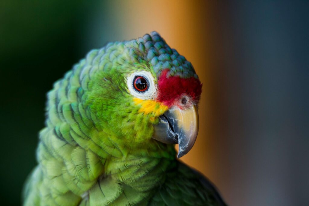 Close-up of a colorful green parrot with red and yellow markings, similar to the bird species found in the cloud forests of Monteverde and Santa Elena Reserve, Costa Rica