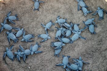 Dozens of sea turtle hatchlings similar to those seen at dawn on Costa Rica's Pacific nesting beaches, crawling across dark sand toward the ocean