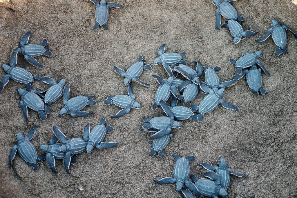 Dozens of sea turtle hatchlings similar to those seen at dawn on Costa Rica's Pacific nesting beaches, crawling across dark sand toward the ocean