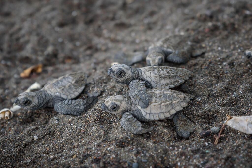 similar to olive ridley hatchlings on beach sand costa rica Ostional Wildlife Refuge