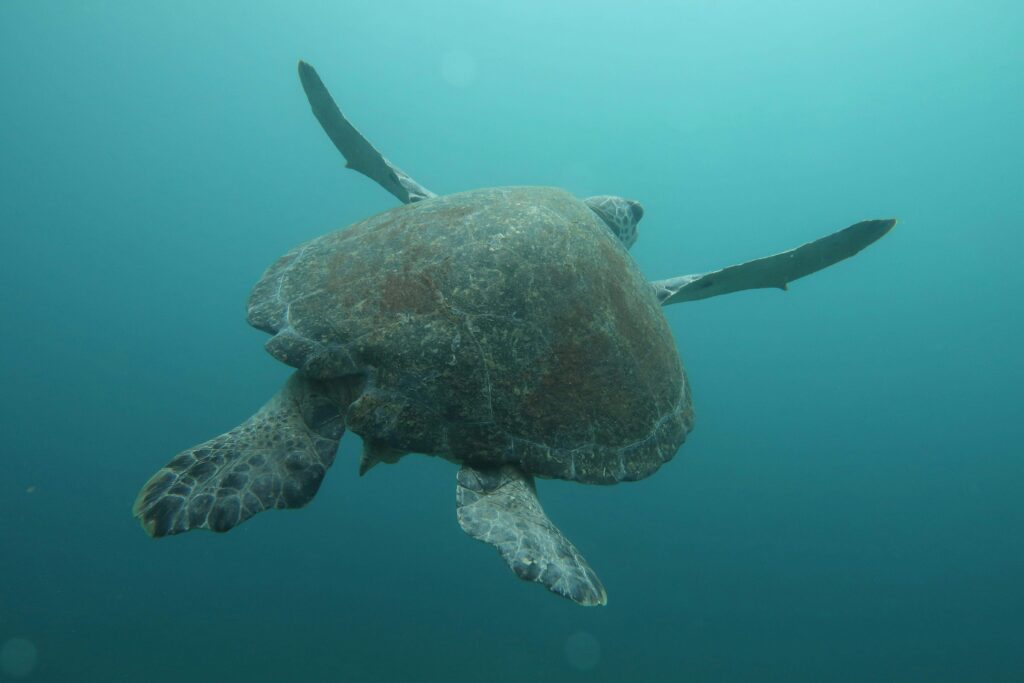 similar to olive ridley sea turtle swimming underwater costa rica Ostional Wildlife Refuge