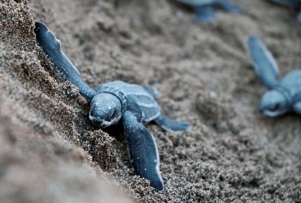 similar to sea turtle hatchling emerging from sand ostional costa rica Ostional Wildlife Refuge