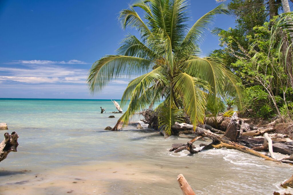Similar to Costa Rica's undeveloped Pacific island coastline — palm trees and driftwood along a clear turquoise shore with dense rainforest behind