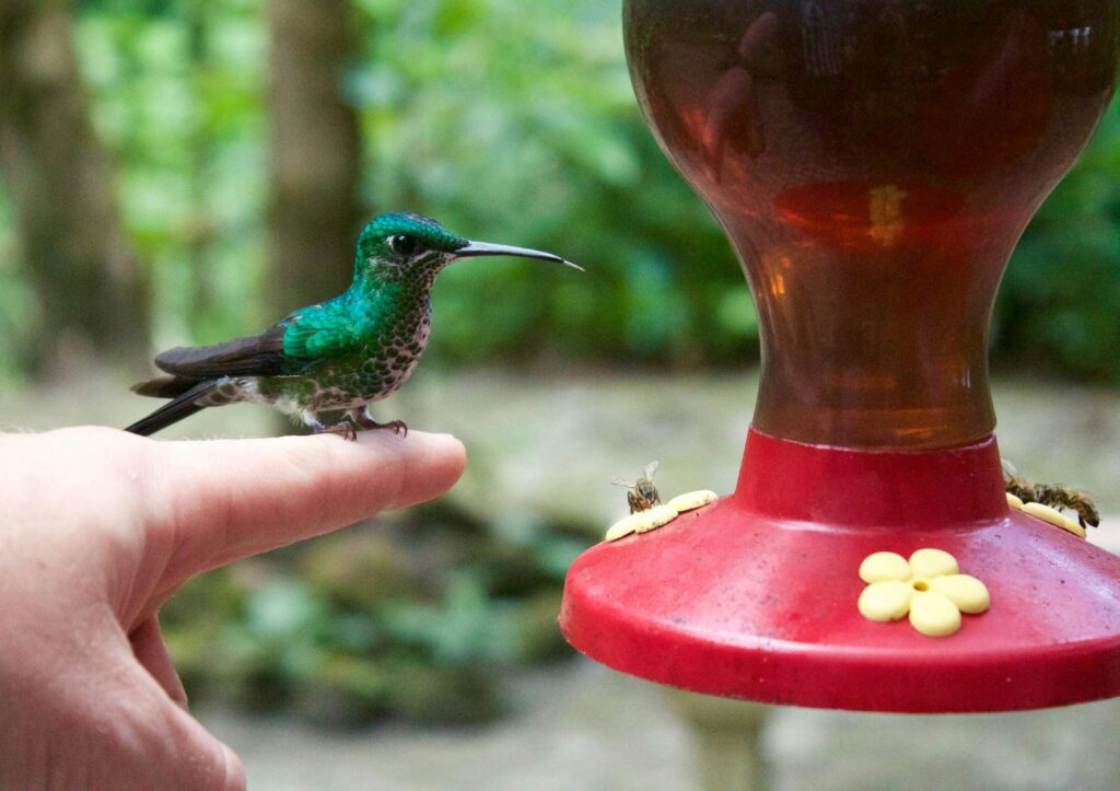 Hummingbird at a feeder in Costa Rica cloud forest similar to Los Quetzales National Park