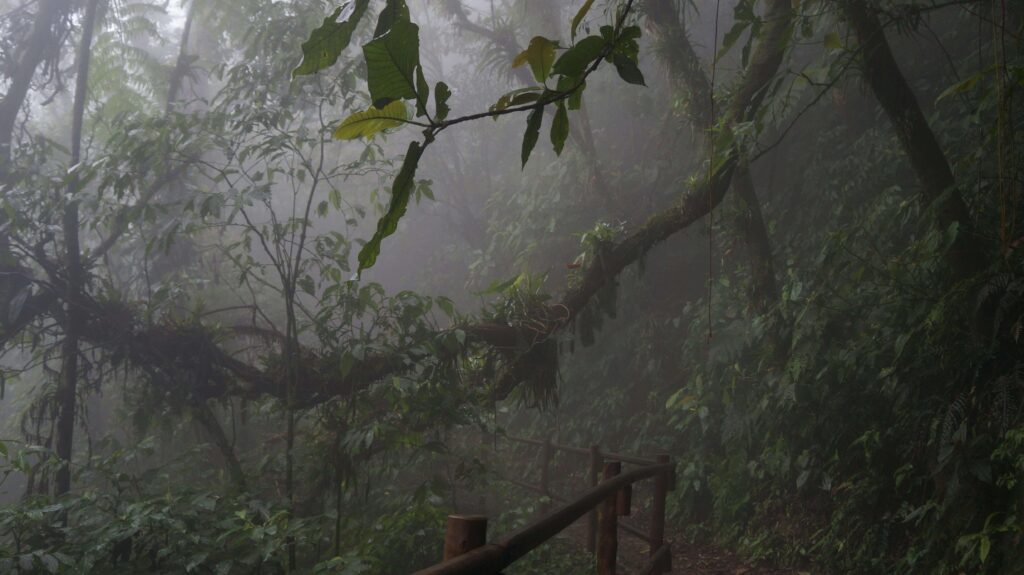 Misty hiking trail through Costa Rica cloud forest similar to Los Quetzales National Park