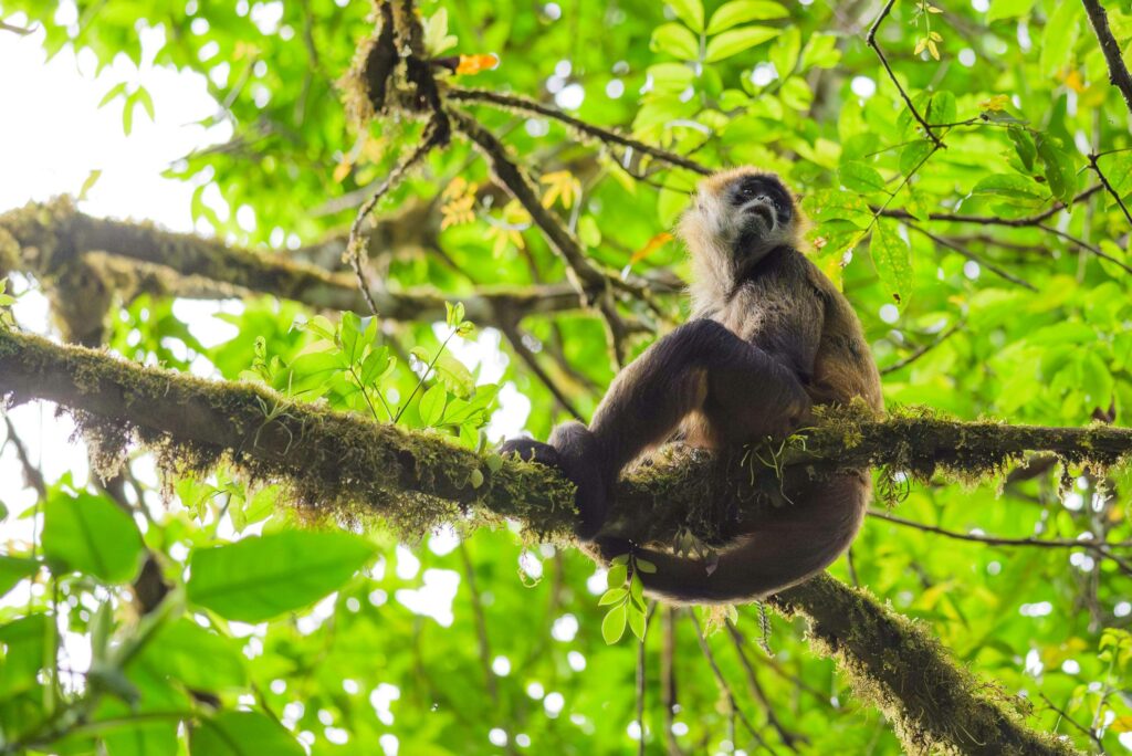 Wildlife in Costa Rica cloud forest similar to Los Quetzales National Park