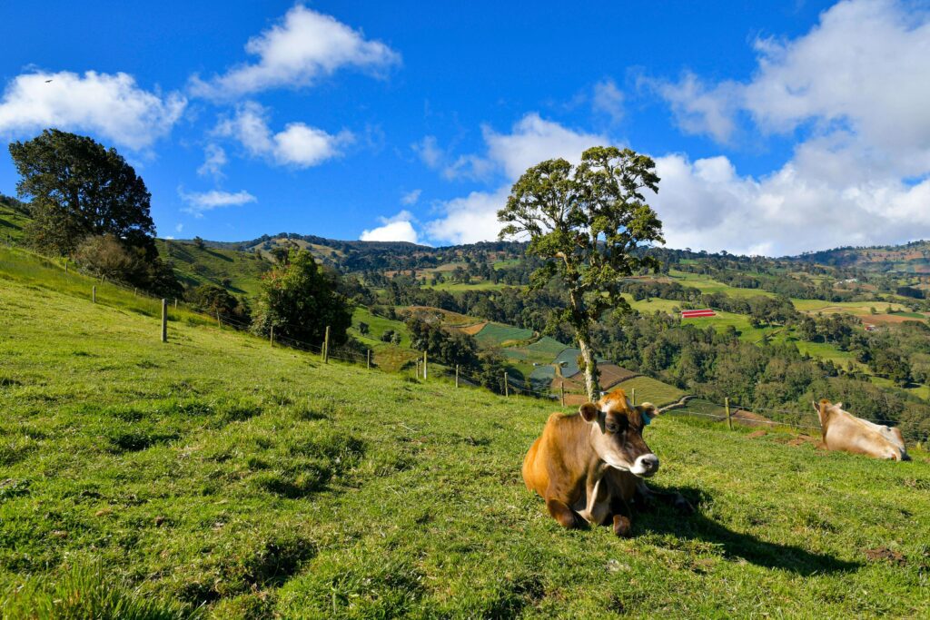 zarcero costa rica cows pasture Zarcero