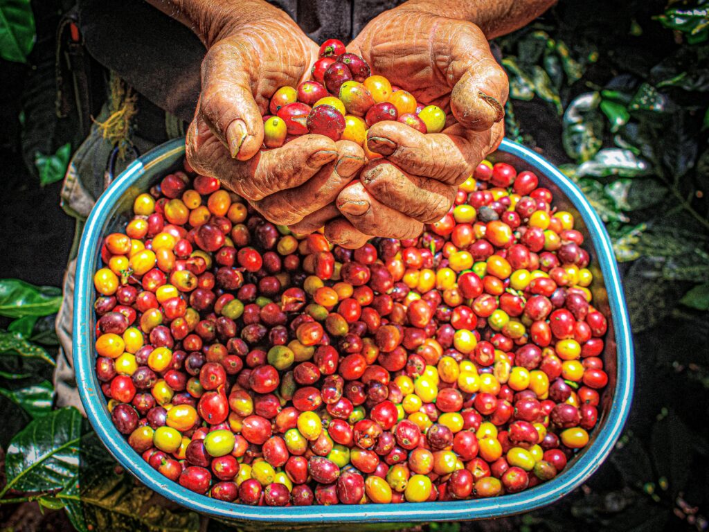 Weathered hands holding freshly harvested red and yellow coffee cherries over a bowl filled with the colorful crop on a Costa Rica coffee plantation