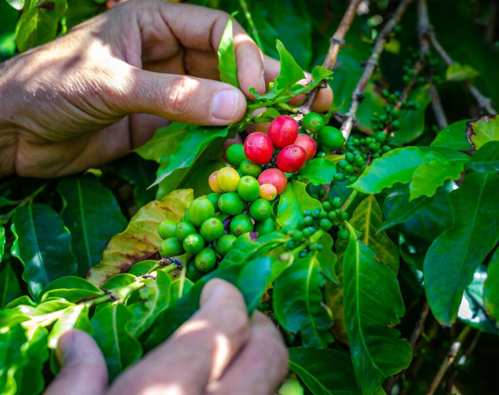 Hands carefully picking ripe red and green coffee cherries from a branch on a Costa Rica coffee plantation during a bean-to-cup tour experience
