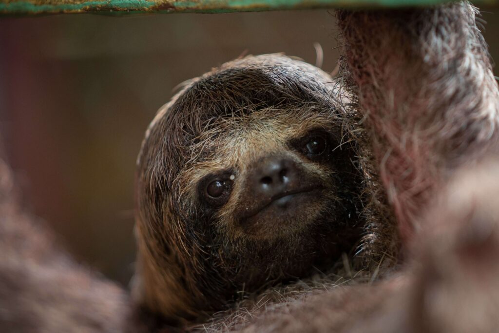A three-toed sloth peering out from its perch, similar to the diurnal sloths seen at Bogarin Trail